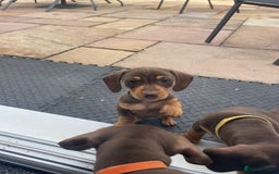 Dachshund dogs for sale: Mini Dachshund (tan brown) - Image 3