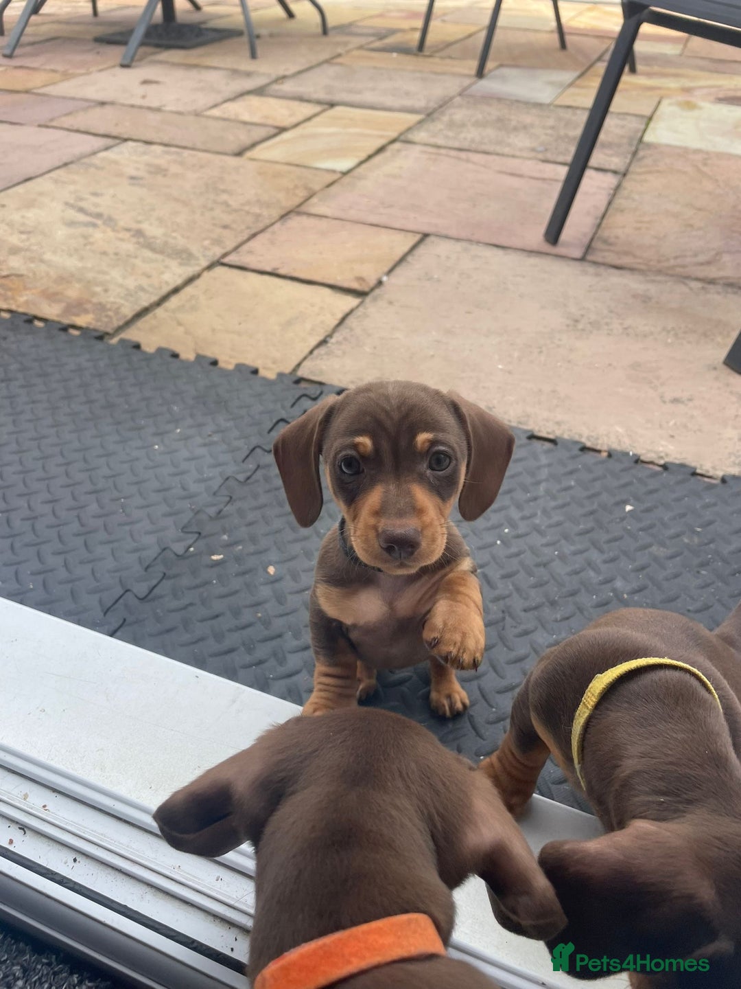 Dachshund dogs for sale: Mini Dachshund (tan brown) - Image 3