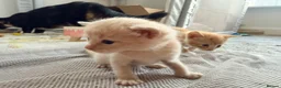 Mixed Breed cats for sale: Beautiful Family-Raised Kittens - Advert 12