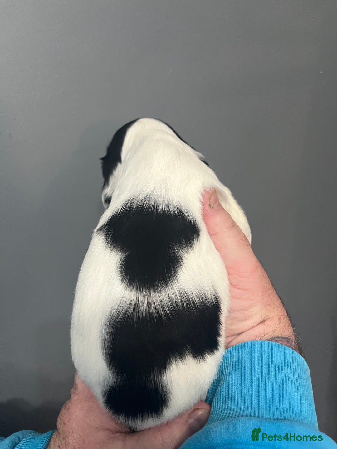 Sprocker dogs for sale: CHUNKY 5* SPROCKER PUPS - Advert 7