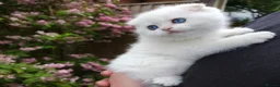 Scottish Fold cats for sale: ⭐️ Top Quality Scottish Fold Kittens ⭐️ - Advert 11