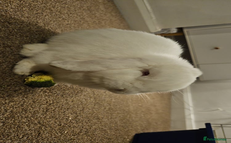 Mini Lop rabbits - Advert 1