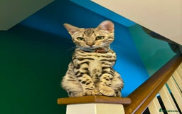 Bengal cats for sale: Silver Bengal looking for loving home  - Image 3