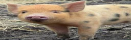 Pig livestock for sale: 🐷💛ADORABLE MINI PIGLETS💛🐷 - Advert 6