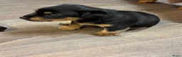 Jack Russell dogs for sale: 🐾1 Merle Jack Russell Girl & 1 black & tan boy  - Advert 39