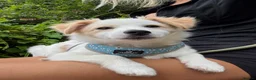 Mixed Breed dogs for sale: Chico in Pershore - Advert 1