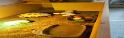 Tortoise reptiles for sale: Horsefield in Rochdale - Advert 3