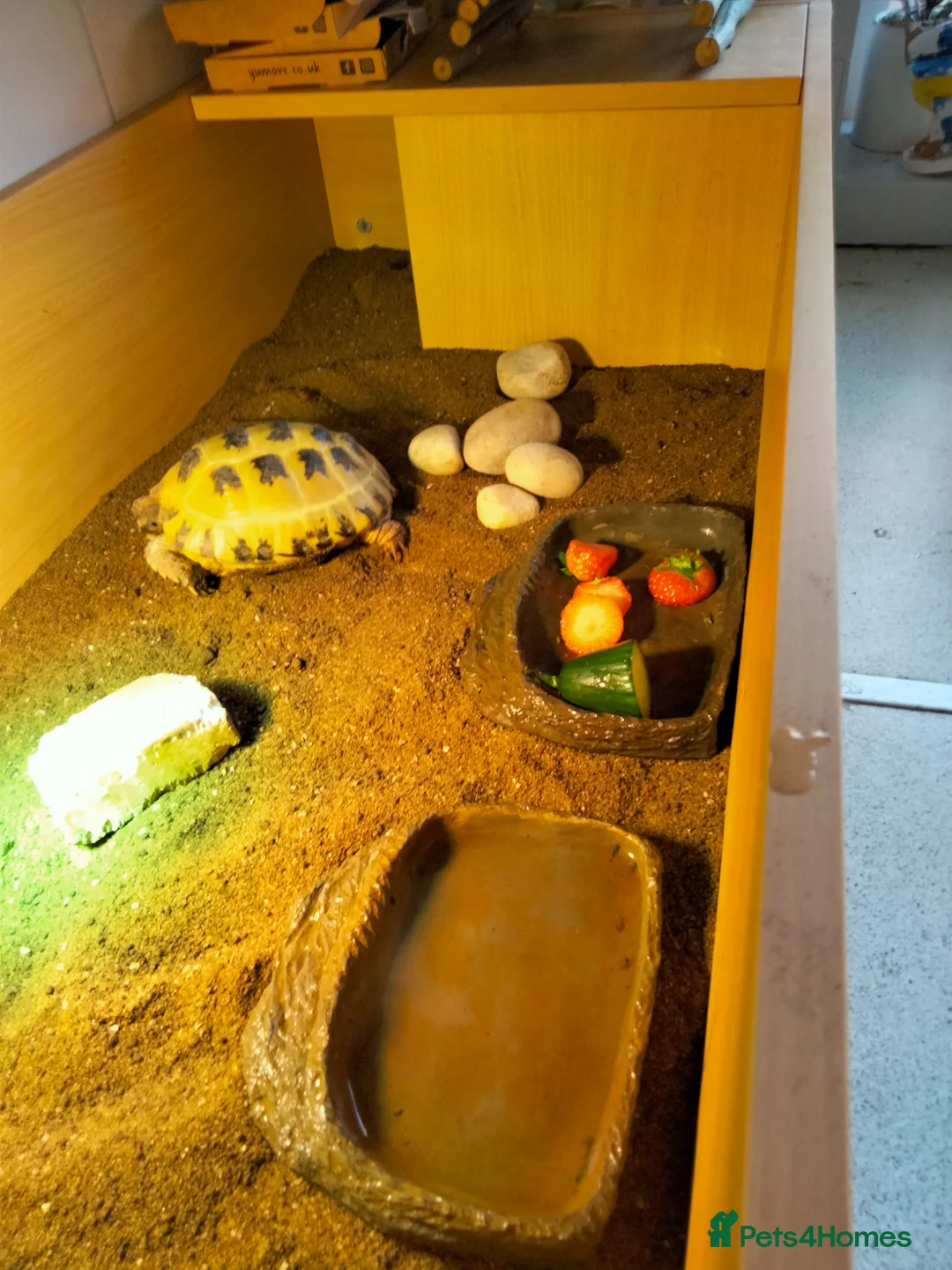 Tortoise reptiles for sale: Horsefield in Rochdale - Advert 3