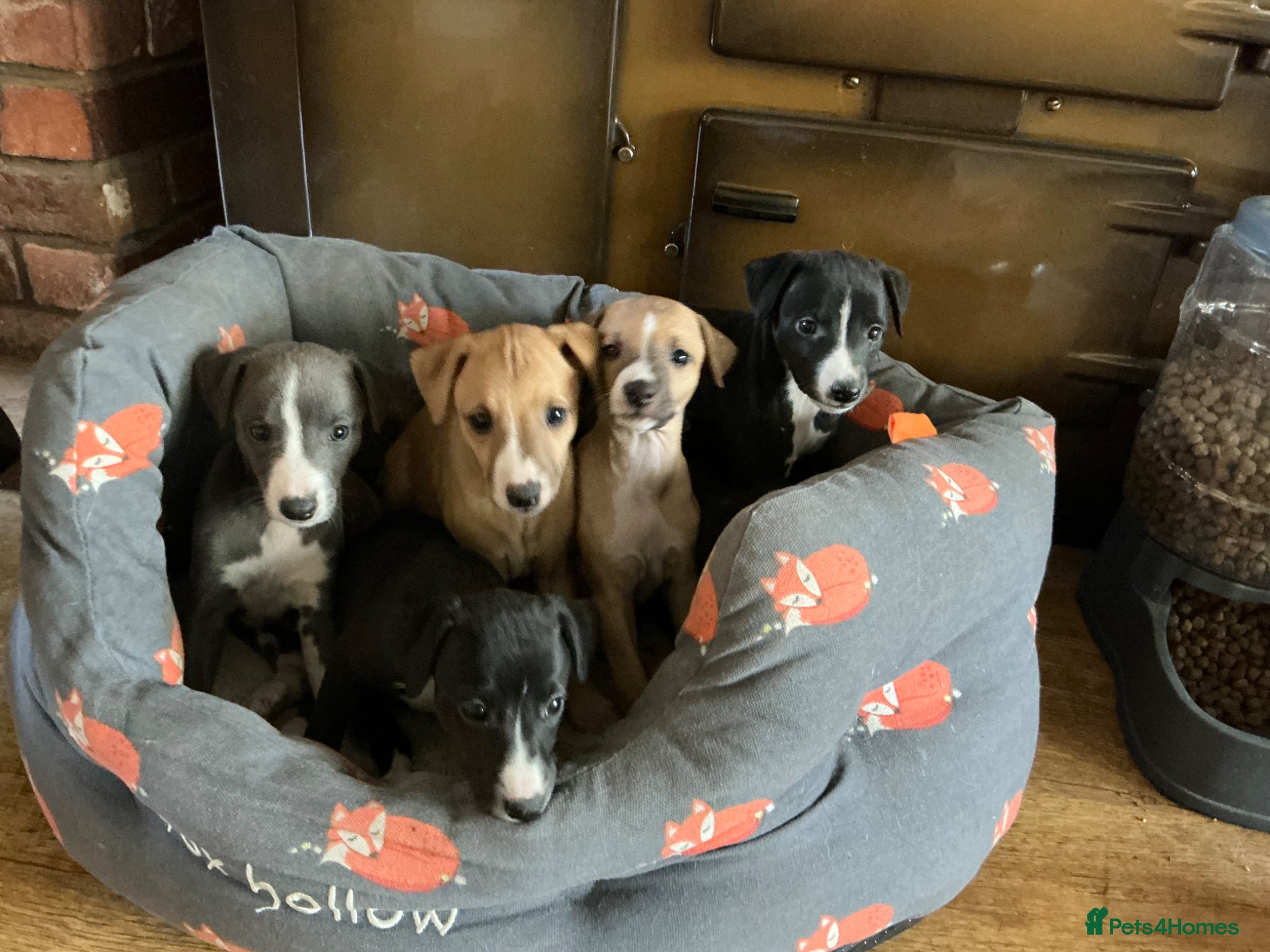 Mixed Breed dogs for sale: Whippet x Italian greyhound puppies 75%:25% - Advert 1