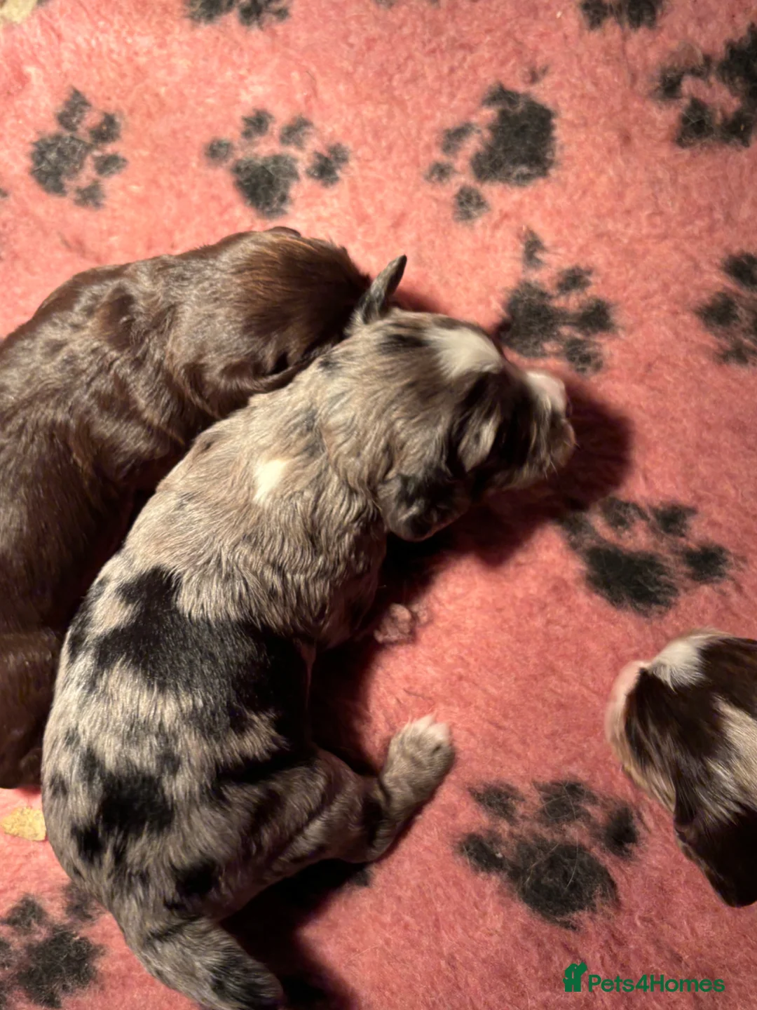 Cocker Spaniel dogs for sale: Stunning cocker Spaniel pups - Advert 1