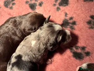 Cocker Spaniel dogs Stunning cocker Spaniel pups - Advert 2