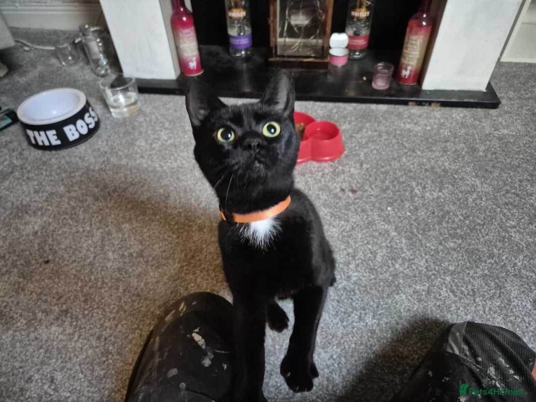 Mixed Breed cats for sale: Bonnie girl  - Image 6