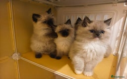 Ragdoll cats for sale: Beautiful Ragdoll Kittens Ready for Sale! - Advert 1