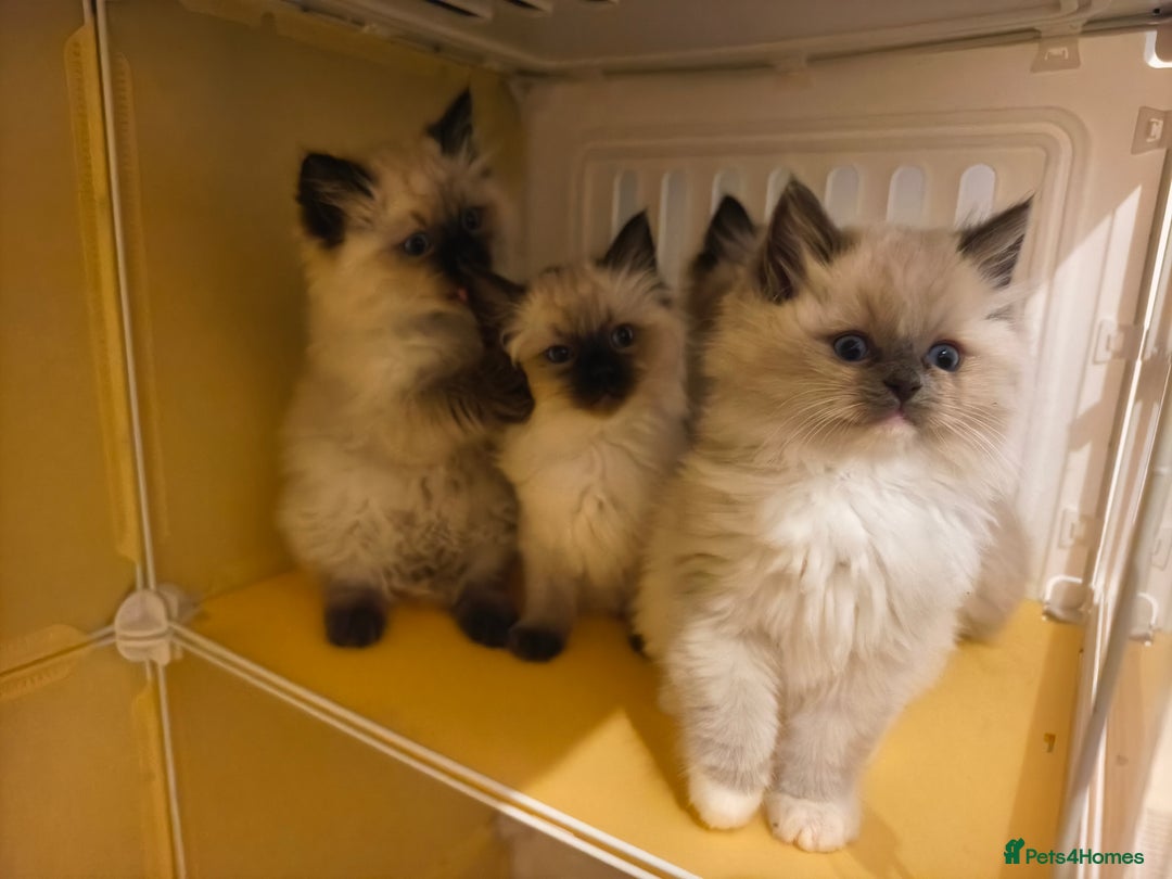 Ragdoll cats for sale: Beautiful Ragdoll Kittens Ready for Sale! - Advert 1