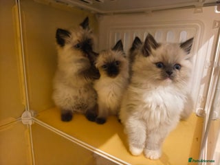 Ragdoll cats for sale: Beautiful Ragdoll Kittens Ready for Sale! - Advert 1