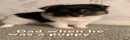 Mixed Breed dogs for sale: Gorgeous Pomeranian × Japanese Spitz Puppies in Falkirk - Advert 13