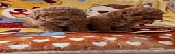 Toy Poodle dogs for sale: Beautiful toy poodle boys  - Advert 12