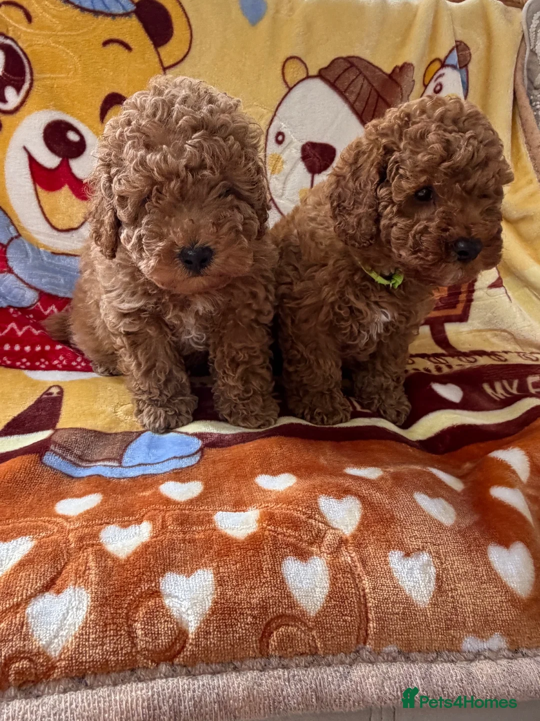 Toy Poodle dogs for sale: Beautiful toy poodle boys  - Advert 12