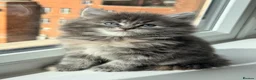 British Longhair cats for sale: Fluffy British Short hair X British Long Hair  - Advert 22