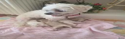 Mixed Breed dogs for sale: 4 beautiful pups for sale in Chorley - Advert 16