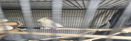 Cockatiels birds for sale: Male cockatiel and cage etc - Advert 3