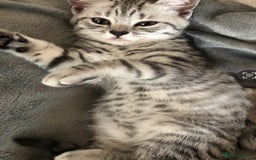British Shorthair cats for sale: GCCF REGISTERED CHAMPION LINES SILVER SPOTTED BSH - Image 4
