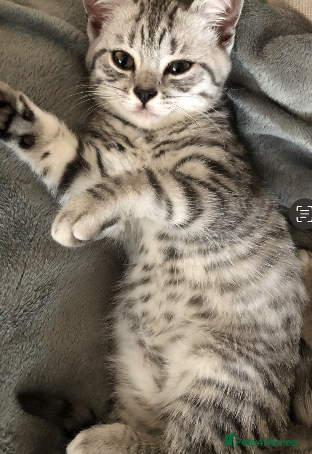 British Shorthair cats for sale: GCCF REGISTERED CHAMPION LINES SILVER SPOTTED BSH - Image 4