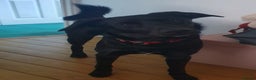 Borador dogs for sale: Lovely 2 year old lab/collie for sale - Advert 8