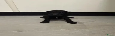 Cockapoo 3