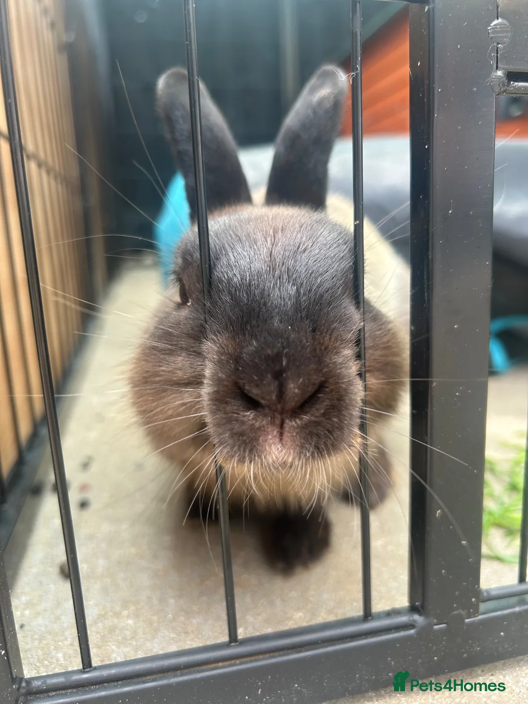 Netherland Dwarf rabbits for sale: Netherland dwarf Male 5 months old  - Advert 2