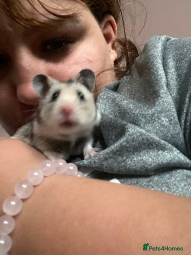 Gallery Image {{count}}