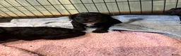 Cockapoo dogs for sale: Three beautiful female cockapoo  - Advert 9
