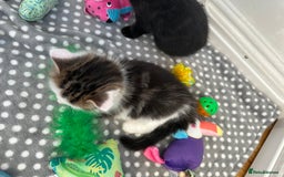 Mixed Breed cats for sale: Adorable mixed breed kittens for sale  - Image 14
