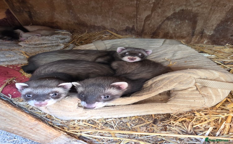 Ferret rodents - Advert 1