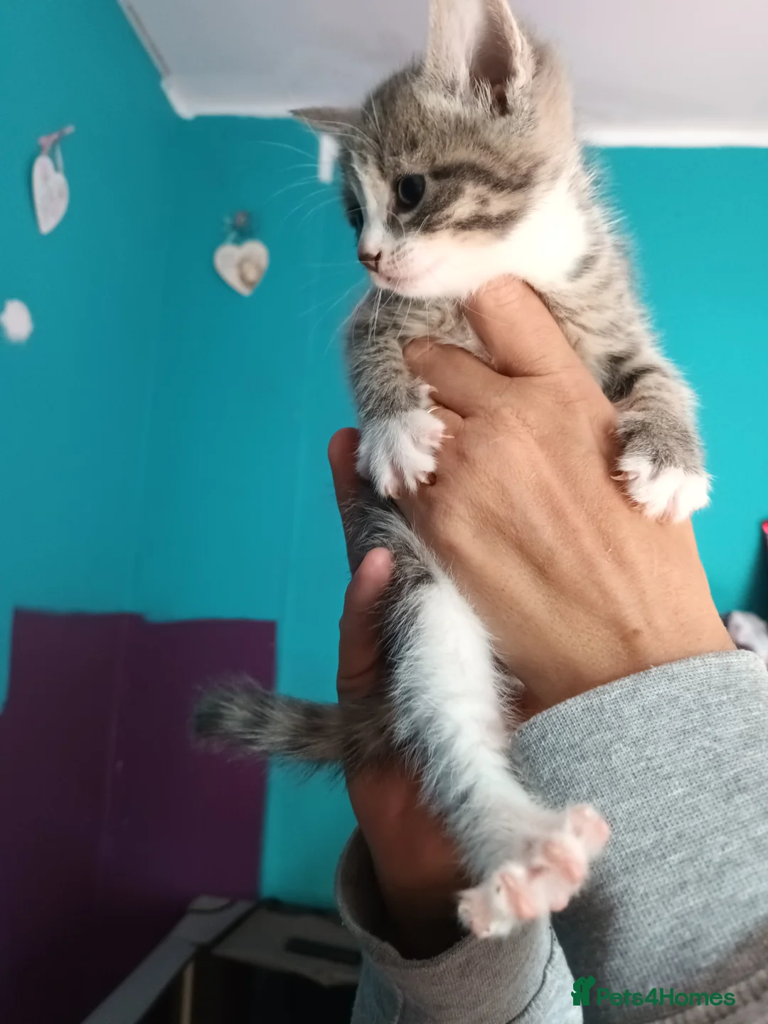 Bengal cats for sale: Russian Blue/Bengal cross kittens - Advert 6