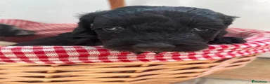 Black female 