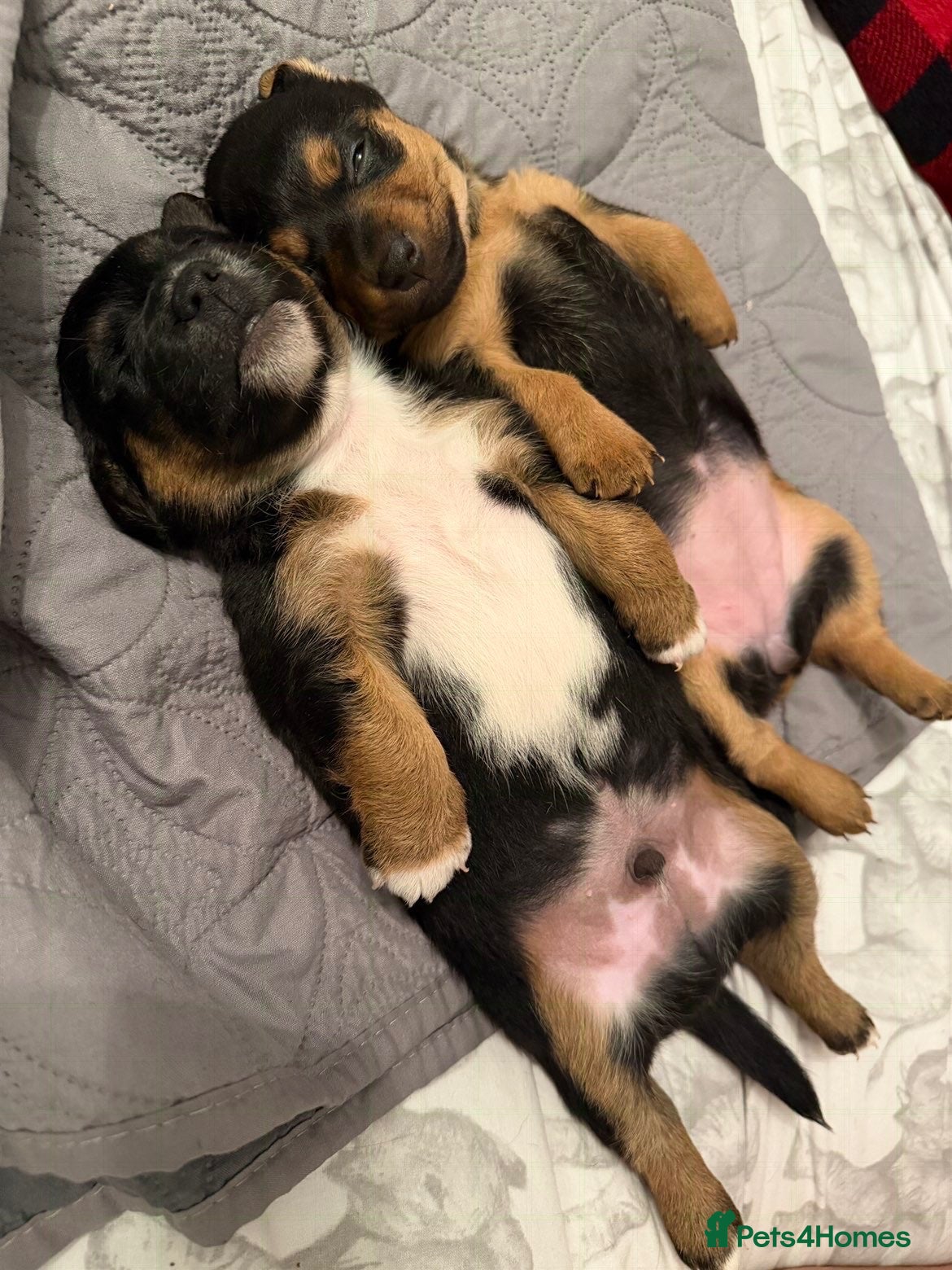 Jack Russell dogs for sale: Jack Russell puppies  - Advert 11