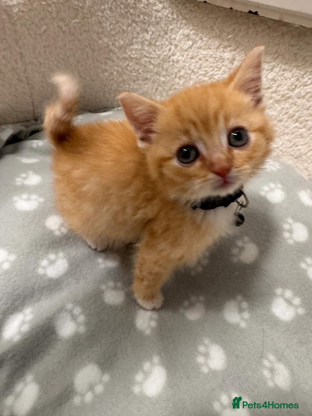 Mixed Breed cats for sale: 🐾 Adorable Kittens  - Advert 2