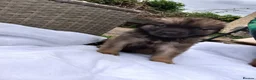 Leonberger dogs for sale: Beautiful home raised girl puppies - Advert 7