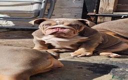 English Bulldog dogs for sale: Final Female English Bulldog available - Image 1