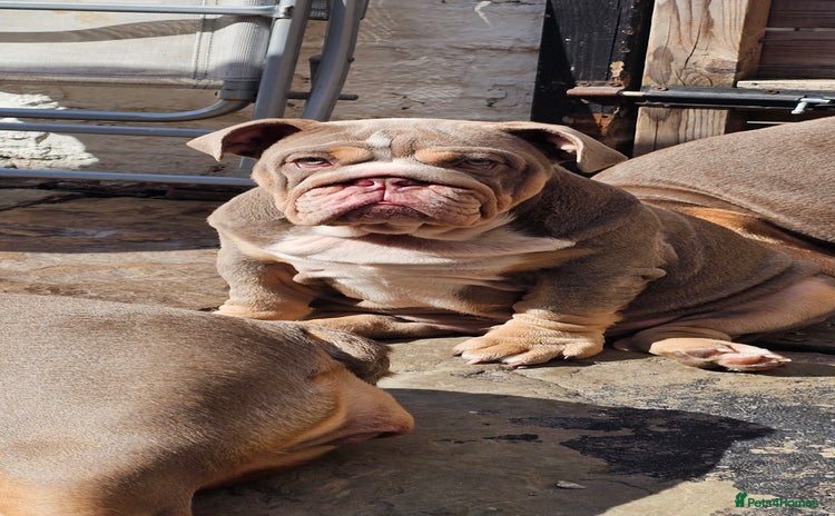 English Bulldog dogs - Advert 1