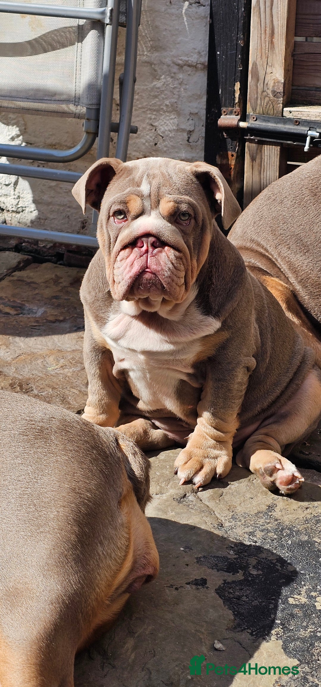 English Bulldog dogs for sale: Final Female English Bulldog available - Image 1
