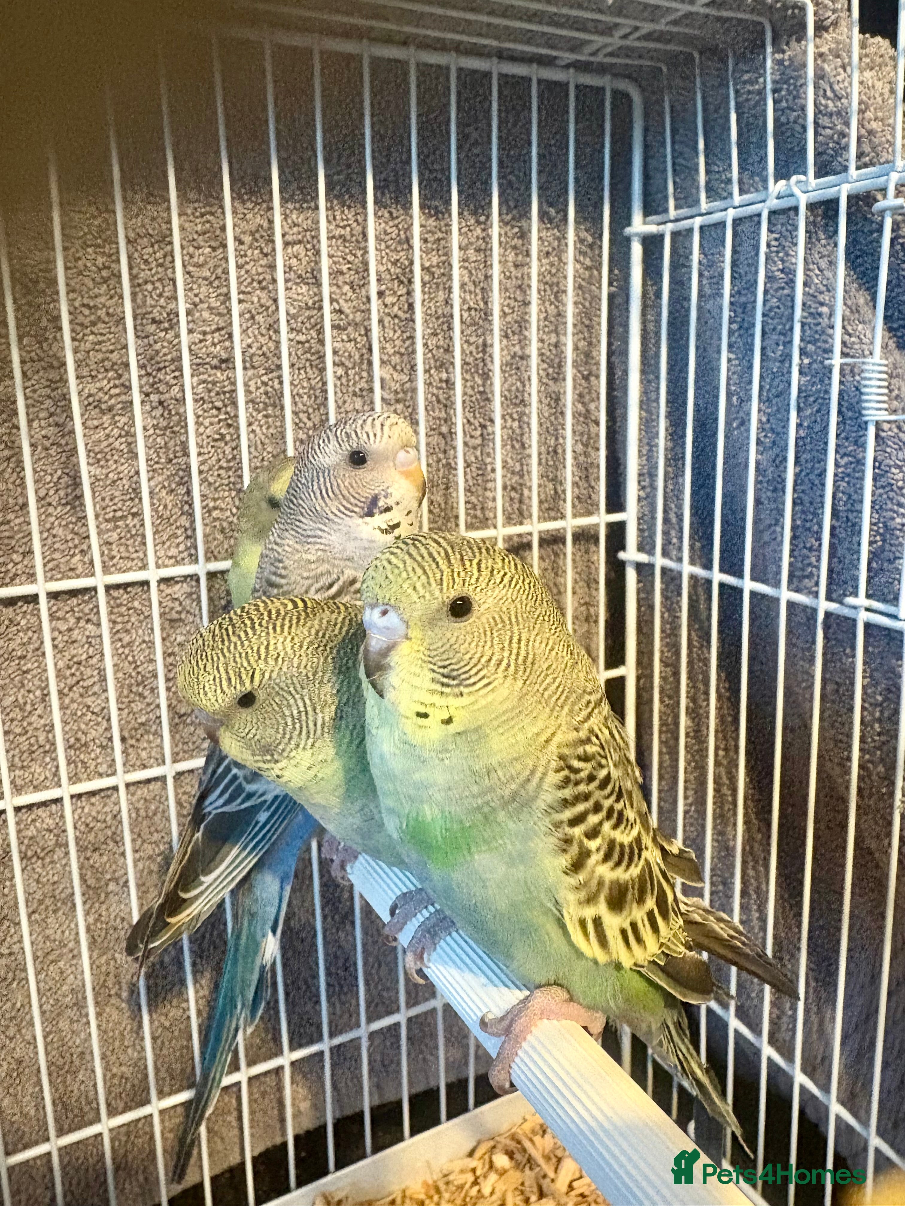 Budgerigars birds Beautiful Baby Budgies now available  - Advert 1