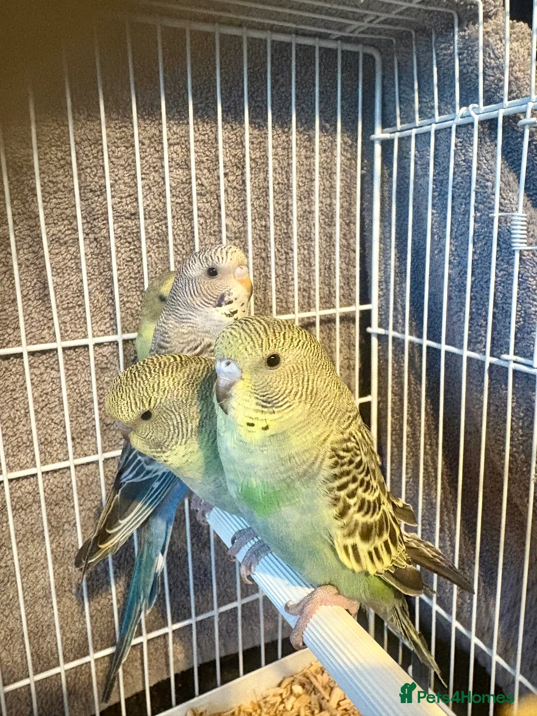 Budgerigars birds for sale: Beautiful Baby Budgies now available  - Advert 1