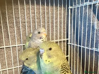 Budgerigars birds Beautiful Baby Budgies now available - Advert 1