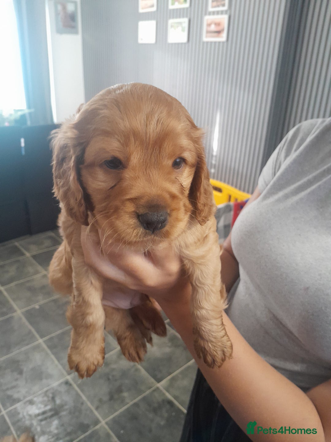 Cockapoo dogs for sale: Cockerpoo boys  - Advert 6