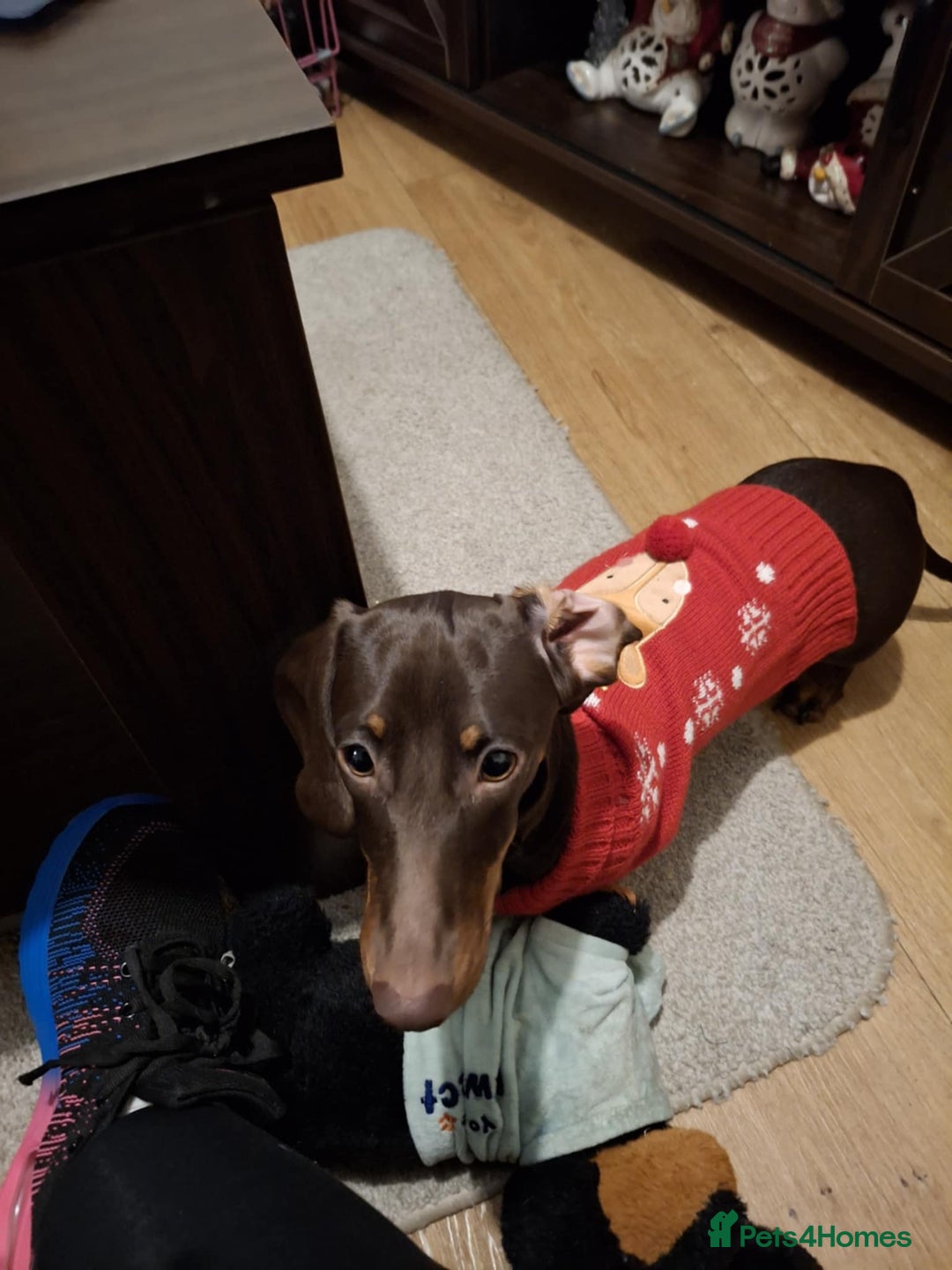 Miniature Dachshund dogs for sale: Winnie miniature dachshund - Advert 11