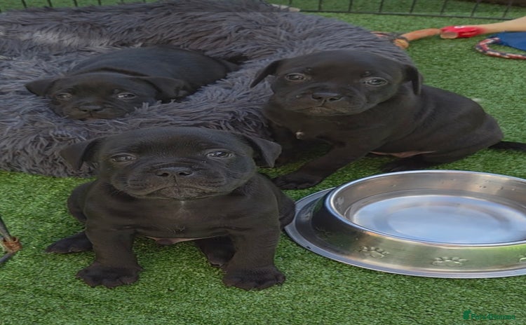 Staffordshire Bull Terrier dogs - Advert 2