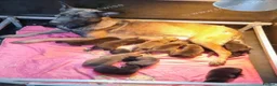 Belgian Shepherd Dog dogs for sale: Belgian malinois puppies KNVP  - Advert 7