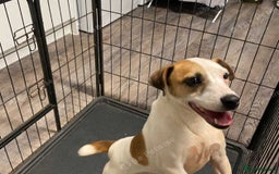 Jack Russell dogs for sale: Adorable Jack Russell Puppies for Sale! - Image 7